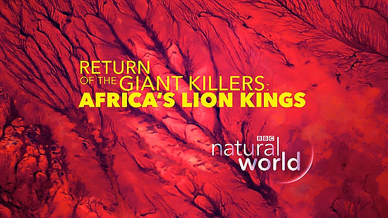 Return of the Giant Killers – Africa’s Lion Kings